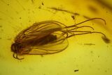 Detailed Fossil Fungus Gnat (Sciaridae) In Baltic Amber #197742-1
